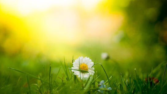 Photo Sunshine